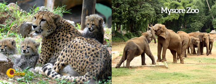 cab for Mysore Zoo