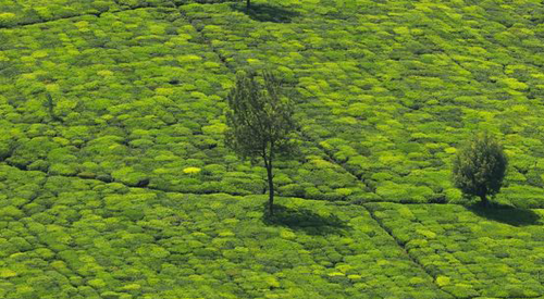 ooty sightseeing cab